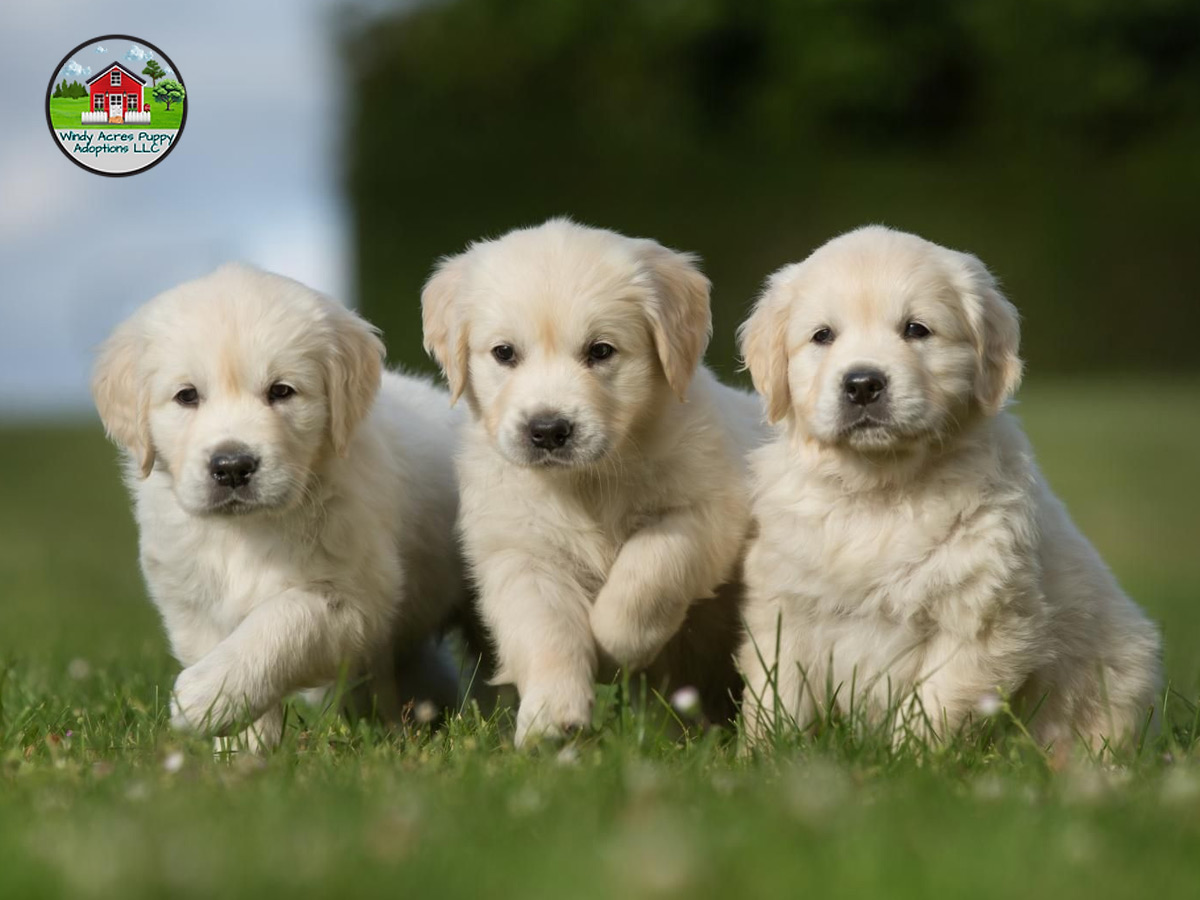 Bring Home Happiness with Golden Retriever Puppies Today!