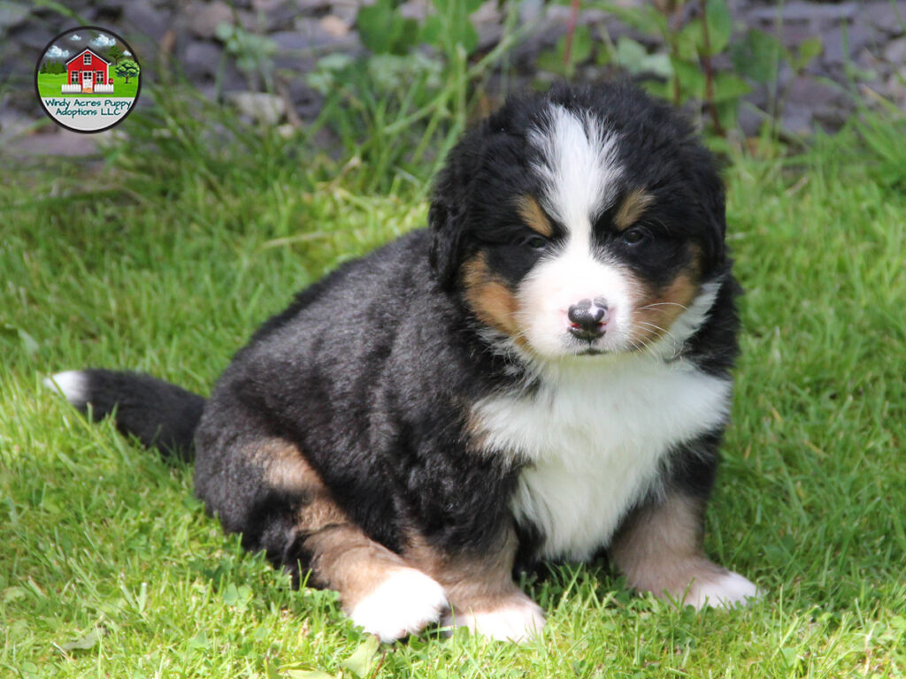 Bernese dog breeders