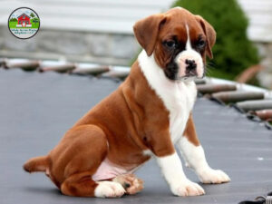 boxer puppy for sale