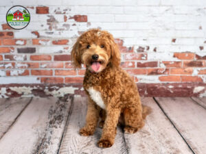 Mini Goldendoodle puppies in Illinois