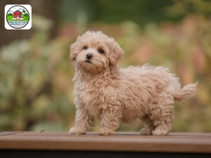 maltipoo puppies illinois